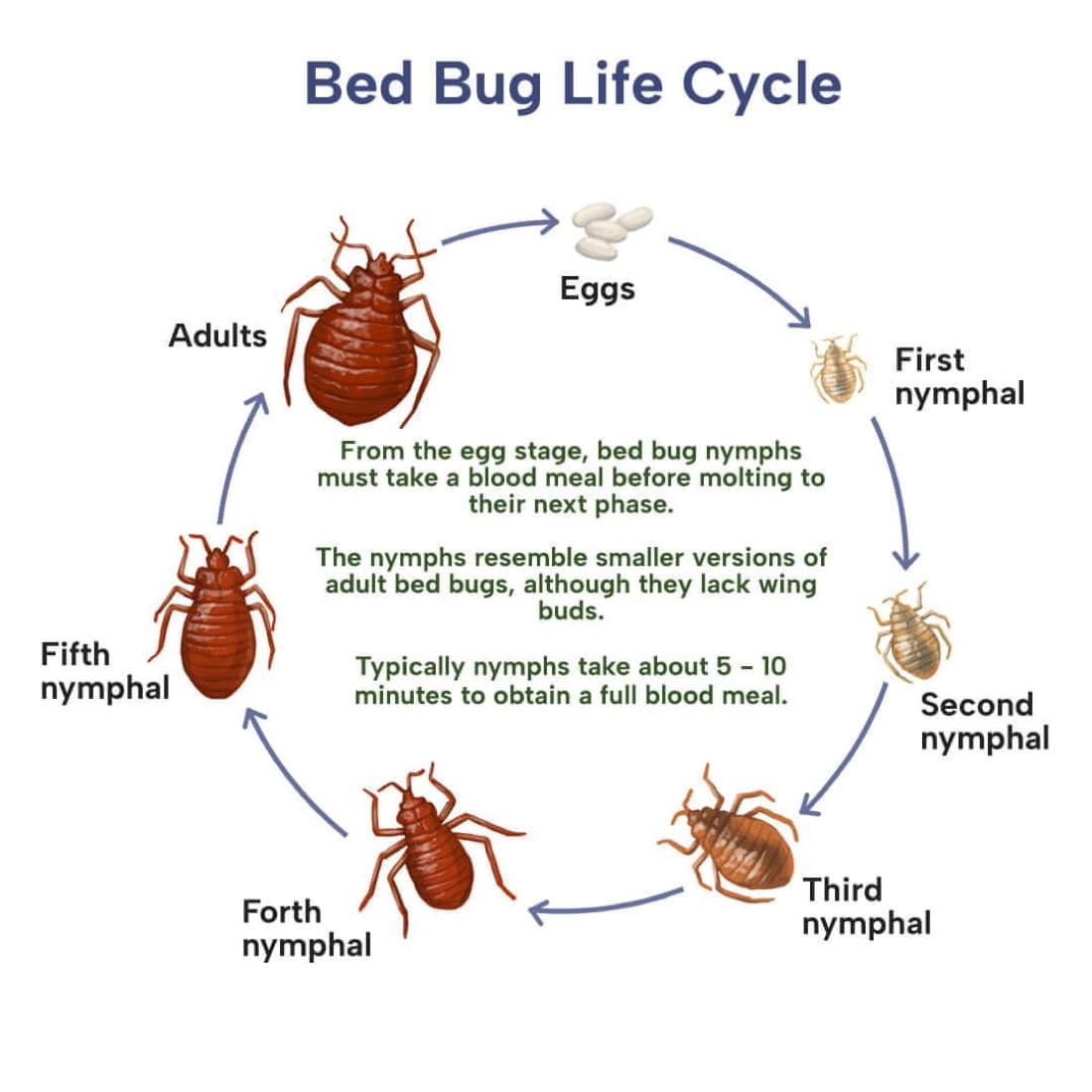 Egg → five nymphal instars → adult — a blood meal is required before each moult.