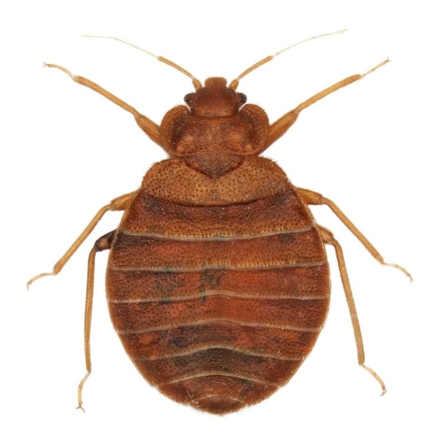 An adult bed bug — reddish-brown, flattened and oval, turning darker and swollen after feeding.