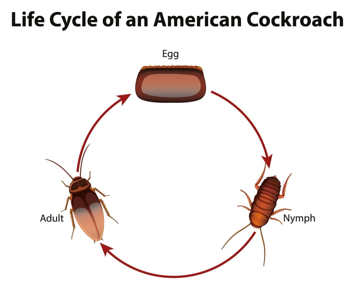Egg (ootheca) → nymph → adult — incomplete metamorphosis over several months.