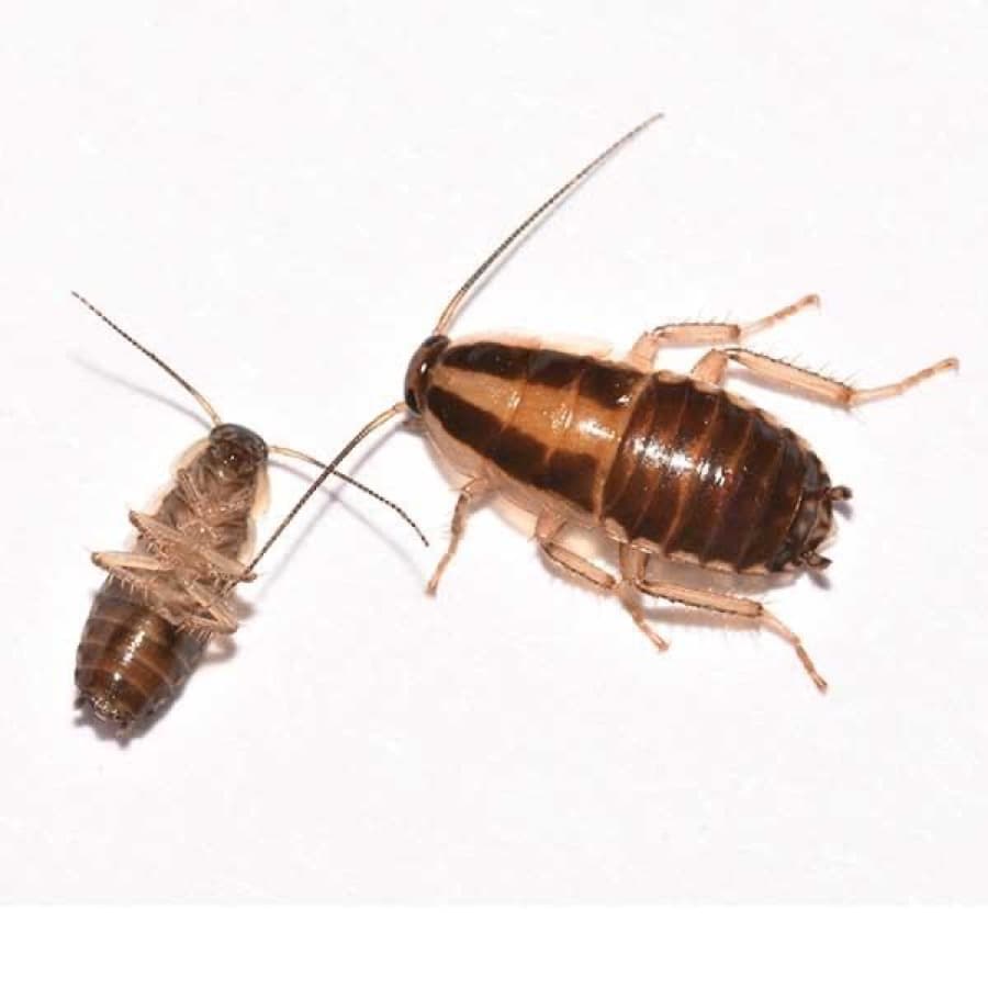A German cockroach nymph and adult side by side — the most common indoor species.