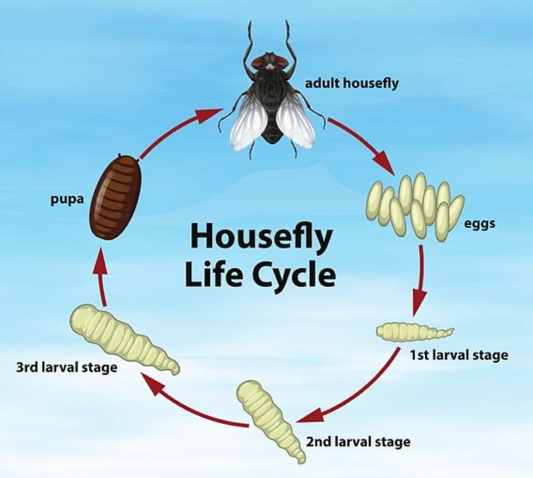 Egg → larva (three instars) → pupa → adult — complete metamorphosis in as little as a week.