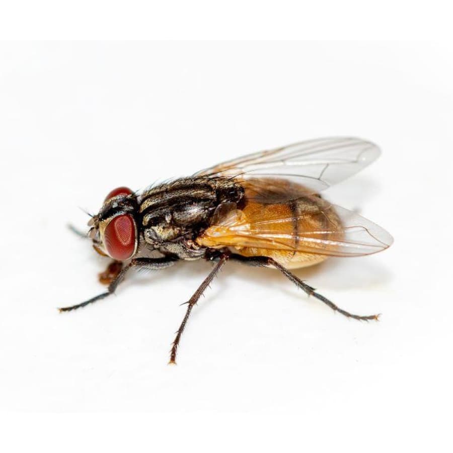 The house fly (Musca domestica) — grey body with four dark longitudinal stripes, the most common domestic fly species.