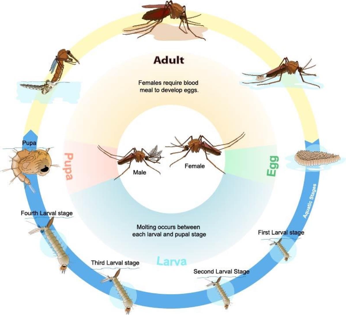 Egg → larva (4 instars) → pupa → adult — complete metamorphosis, with three aquatic stages.