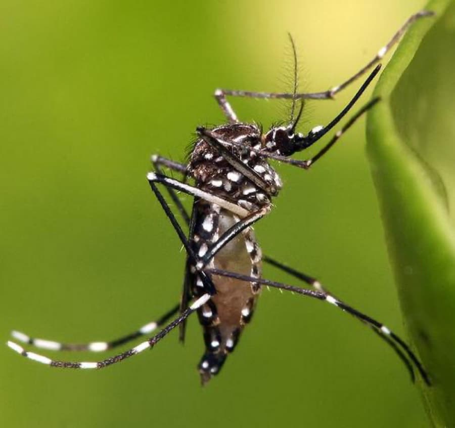 An Aedes mosquito — black body with distinctive white markings on the legs and body, a daytime biter and dengue vector.