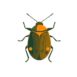 Bed Bug illustration