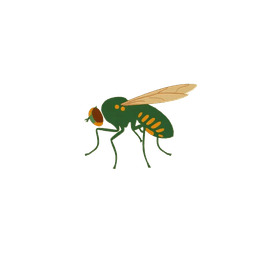 Fly illustration