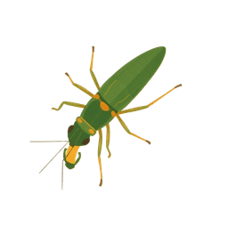 Silverfish illustration