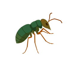 Termite illustration