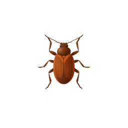 Wood Borer illustration
