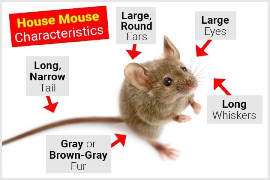 House mouse characteristics — large round ears, large eyes, long whiskers and a long narrow tail.