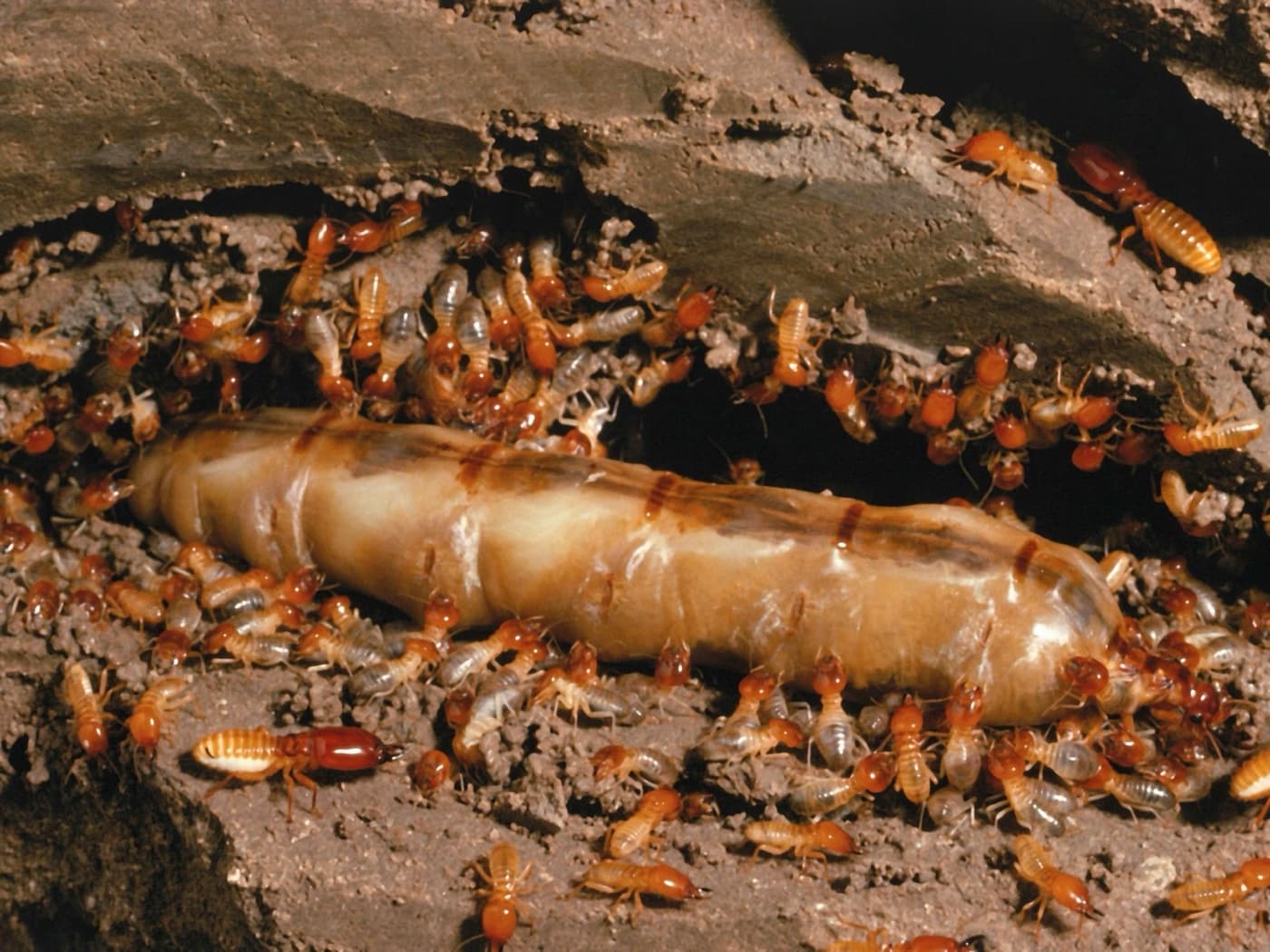 A subterranean termite colony — workers and soldiers tending the queen inside a mud gallery.