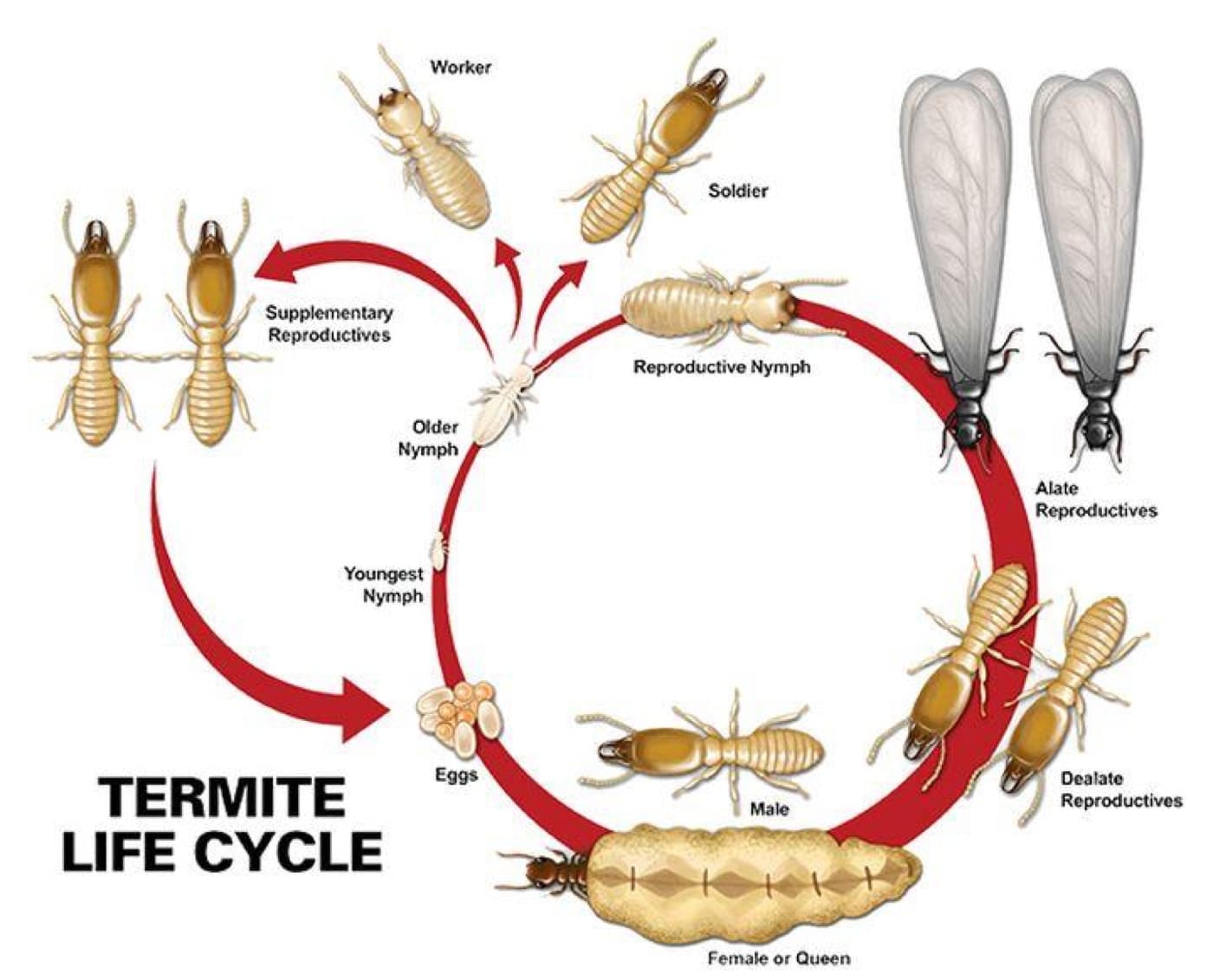 Egg → nymph → worker, soldier or reproductive alate — the full termite life cycle.